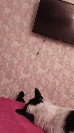 Ловит разетку