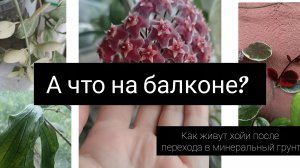 а что на балконе. 2 часть