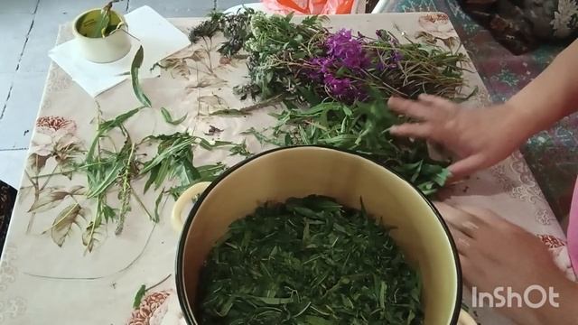 Ферментирую,, Иван-Чай,, сушу цветоносы для приятного чаепития