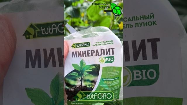 ЗАБУДЬТЕ О ПОДКОРМКАХ ОГУРЦА! Урожаи без подкормок! Листья не желтеют, завязи не отваливаются.
