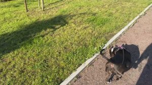 Булли на прогулке ☀️