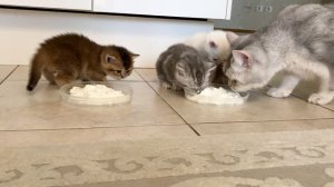Котятам кошки Кайли 30 дней.