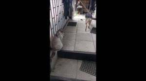 Собака. Кот. Том и Кос.