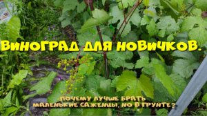 ВИНОГРАД ДЛЯ НОВИЧКОВ. ПОЧЕМУ МАЛЕНЬКИЕ САЖЕНЦЫ ЛУЧШЕ?