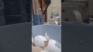 КАК ДЕЛАТЬ ШОКОЛАДНЫЕ БЛИНЧИКИ 2 ЧАСТЬ