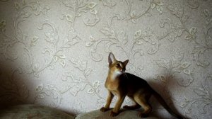 mixkit-kitten-playing-in-the-couch-6954-medium