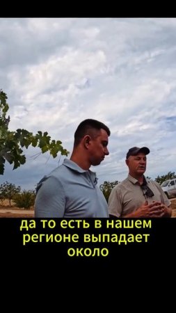 Залужение винограда препятствует вымыванию плодородного слоя