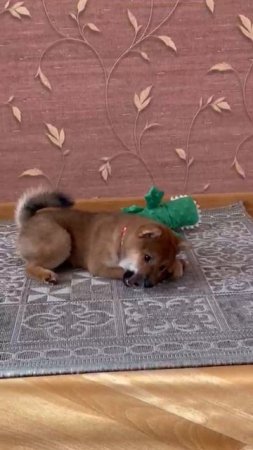 Жевательная игрушка из оливкового дерева