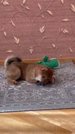Жевательная игрушка из оливкового дерева