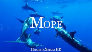 Под водой морей HD - Живописный Фильм о дикой природе с успокаивающей Музыкой