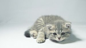 mixkit-sleepy-kitten-watching-a-toy-behind-the-camera-45406-medium