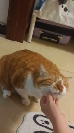 the cat gets high
