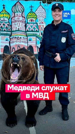 МВД начало использовать медведей вместо конной полиции