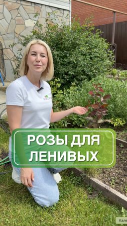 Розы для ленивых — не боятся дождя, быстро приживаются 🌹