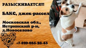 Пропала собака! БАКС. Джек-рассел. Московская обл, Истринский р-н,  д. Новосёлово