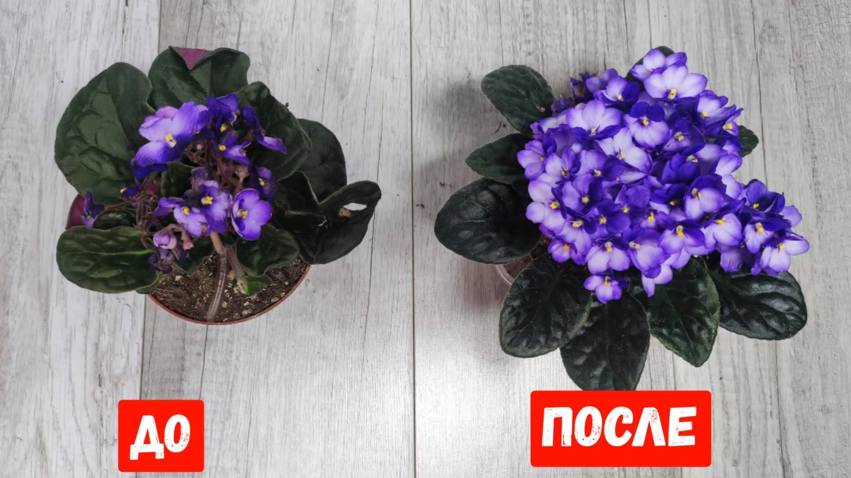 ФИАЛКИ будут ПЫШНО ЦВЕСТИ КРУГЛЫЙ ГОД, Только так фиалка выдаст цветы шапкой