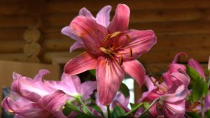 Цветочный рай прямо в Берёзовой роще