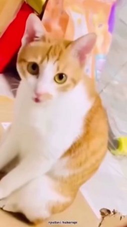 Индусская кошка