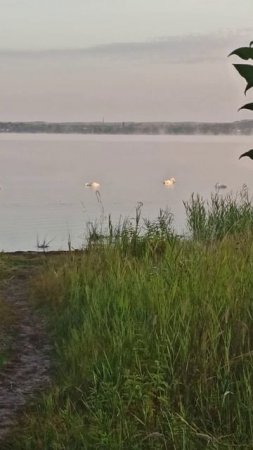 Лебеди на озере Кандры-Куль 🦢