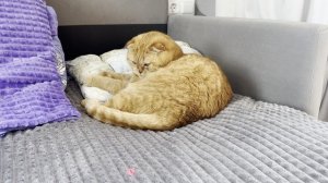 Знакомимся - мой кот Марсель