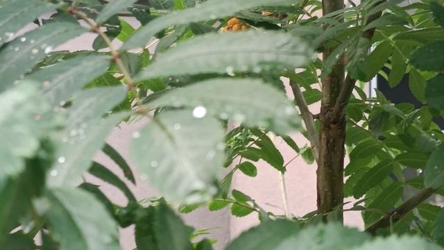 АЛЕКСАНДР ЭГРОМЖАН*ПАДАЮ*Какой голос., сколько доброты. Никогда раньше не замечала.многое.