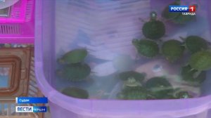 В Судаке сотрудники правоохранительных органов провели рейд по выявлению незаконной торговли