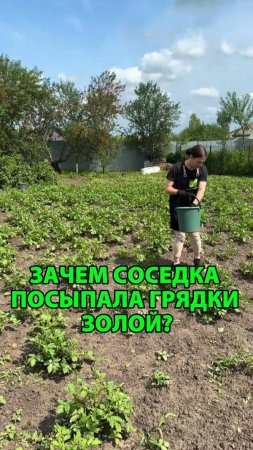Зачем соседка посыпала грядки золой