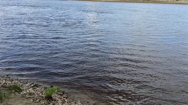 Донка+сало = лещ на килограмм. смотреть онлайн