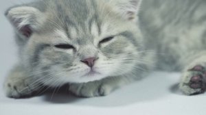 mixkit-sleepy-grey-kitten-waking-up-from-a-nap-45405-medium