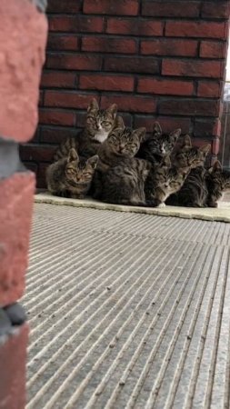 lots of cats