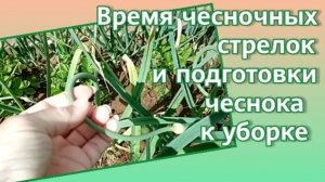 Середина июля время подготовки озимого чеснока к уборке.