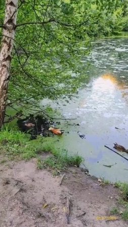 Утки 05.07.2025