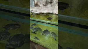 Ялтинский океанариум