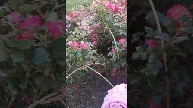 Роза Лавсонг / Love Song