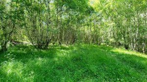 🌳 Невероятное пение лесных птиц в березовой роще