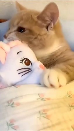 Наш TG https://t.me/liveofcats