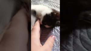 коша