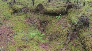 Карелия. Питкяранта. Старое Финское кладбище. Karelia. Pitkyaranta. Old Finnish cemetery