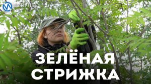 Зелёная стрижка