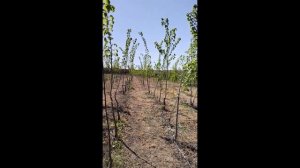 Вяз (Ulmus) h1,5-2,2м, d 0,5-1см, С7С11, шт