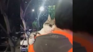 Sweet kitty