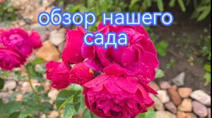Обзор нашего сада. 15 июля 2025 год.