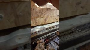 Пополнение в хозяйстве.