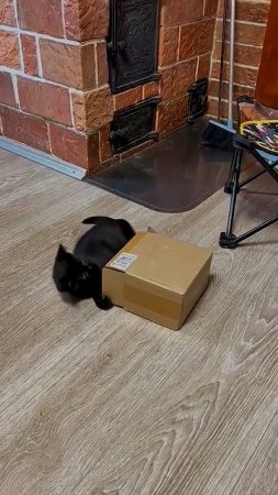 Чёрные коты прекрасны. Вы согласны? #cat #кот #котики #веселыекоты #cutecat #music #love