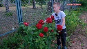 Про розы в Ошланской школе.