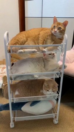 shelf for cats