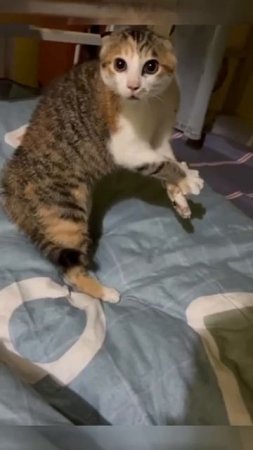 scared cat