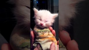Кормление котят, аж ушки скачут.