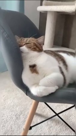 I ate and lay down