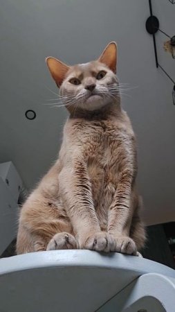 А вот и я, с большим приветом #котик